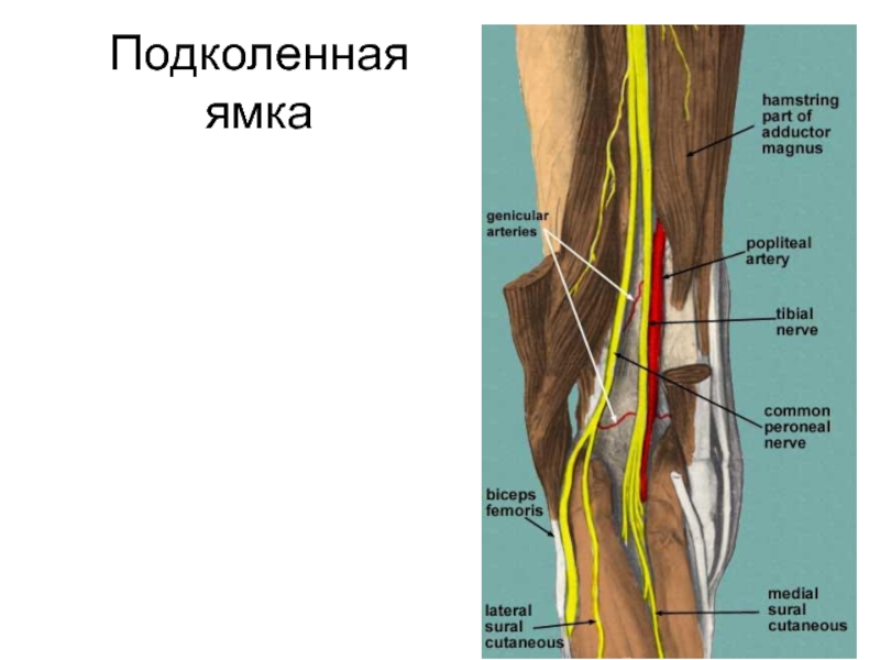 Подколенные ямки фото