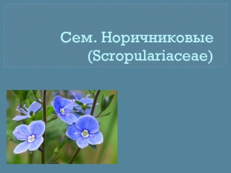 Семейство Норичниковые (Scropulariaceae)