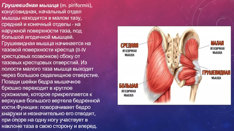 Грушевидная мышца воспаление симптомы лечение где находится фото у женщин