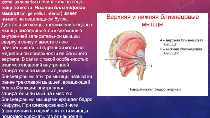 Близнецовые мышцы