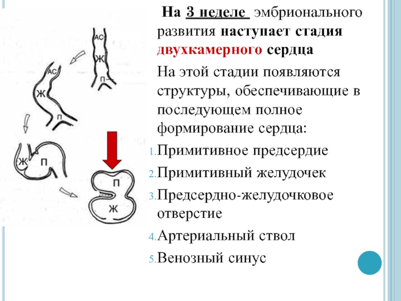 Наступил этап. Двухкамерное сердце порок развития. Двухкамерное сердце у человека порок. Стадия двухкамерного сердца. Двухкамерное сердце имеют.