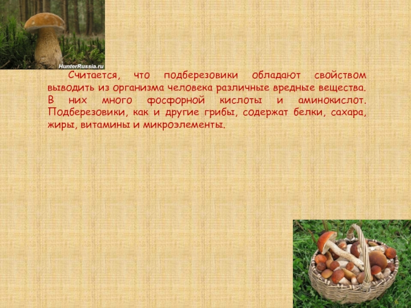 Грибы содержат. Грибы что содержат. Что не содержат грибы. Подберезовик обеспечивает березу белками жирами углеводами. Грибы что содержат в себе.