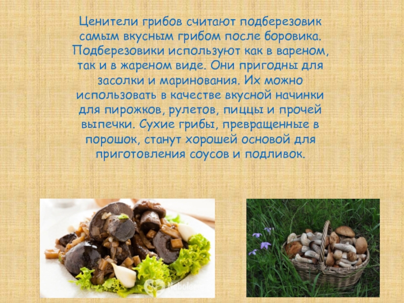 Почему грибы считают. Сообщение о грибе подберезовик. Приготовление грибов Подберезников. Факты о подберезовике. Какие самые вкусные сушеные грибы.