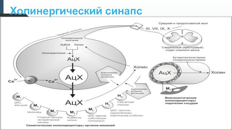 Схема холинергического синапса