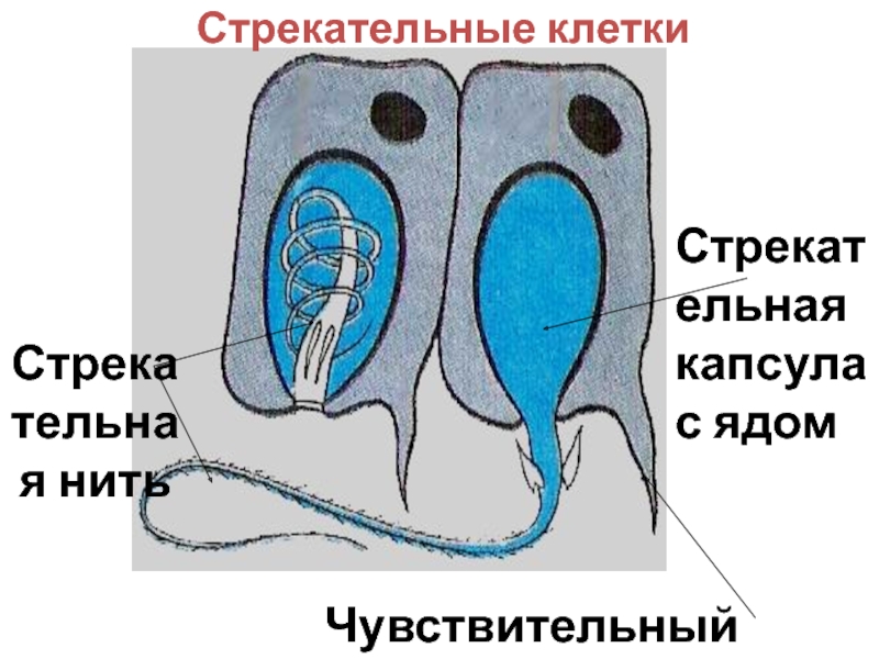 Стрекательные клетки гидры