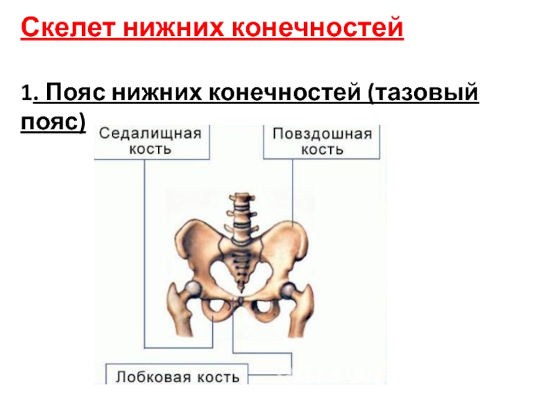 Тазовый пояс нижних конечностей. Скелет пояса нижних конечностей. Скелет тазового пояса. Пояс нижних конечностей тазовый пояс.