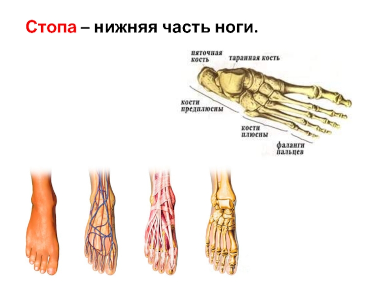 Ступня название частей