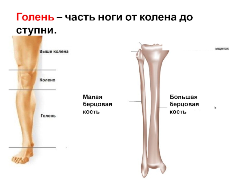 Части ног человека названия картинки