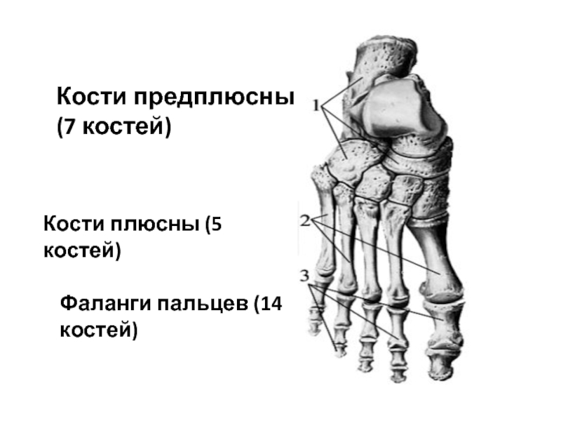 Кости плюсны