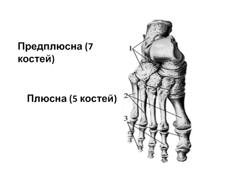 7 bone. Плюсна и предплюсна. Кость плюсны и предплюсны. Анатомия стопы плюсна предплюсна фаланги пальцев. Кости предплюсны кости плюсны.