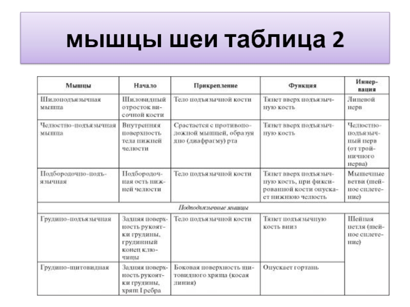 Функции мышц схема