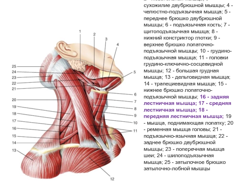 Лестничная мышца шеи фото