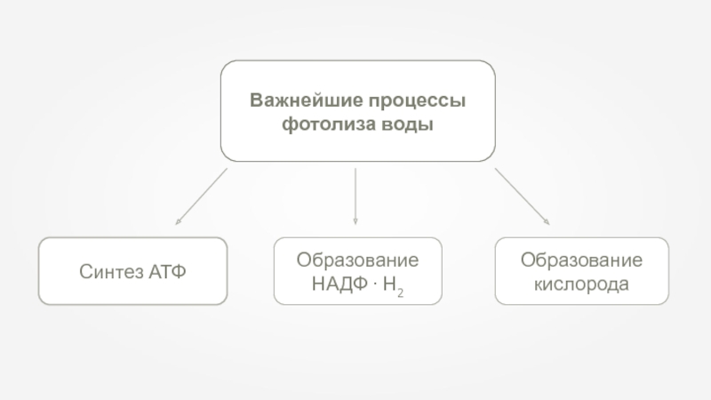 Искусственная экосистема схема