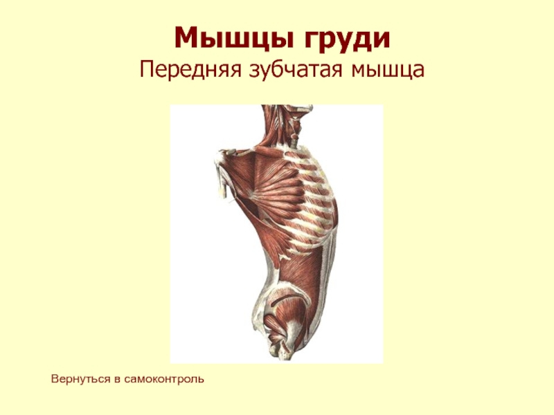 Передняя зубчатая мышца. Зубчатая мышца грудной клетки функции. Функции передней зубчатой мышцы. Передняя зубчатая мышца анатомия. Передняя зубчатая мышца груди.