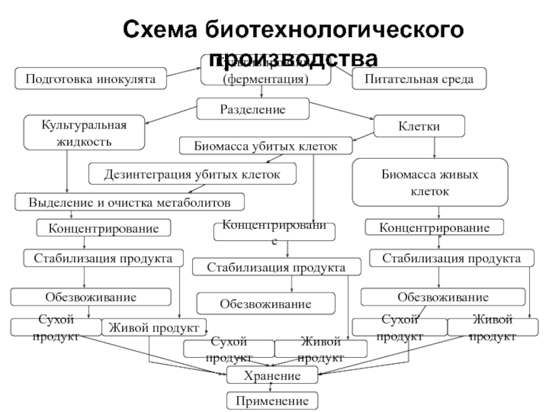 Принципиальная схема биотехнологического производства