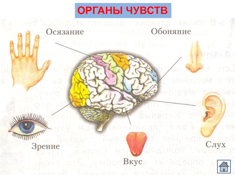 Схема органов чувств