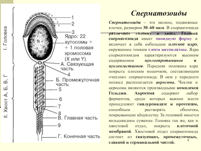 Схема строения спермия