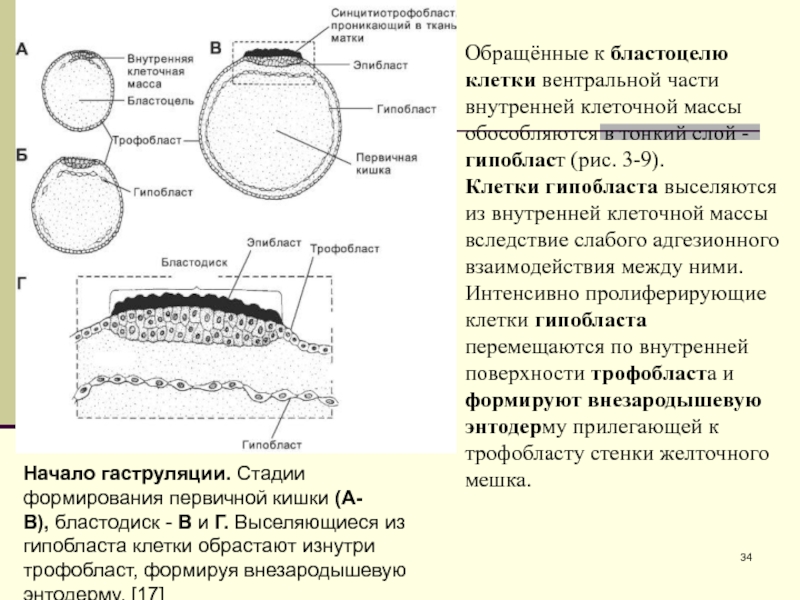 Трофобласт это. Эпибласт и гипобласт. Бластоциста эмбриобласт трофобласт эпибласт гипобласт. Зародышевый эпибласт. Разделение эмбриобласта на эпибласт и гипобласт.