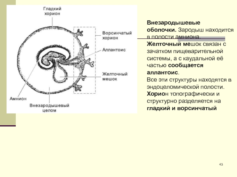 Рисунок эмбриона с подписями