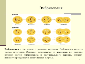 Учение о развитии зародыша - эмбриология