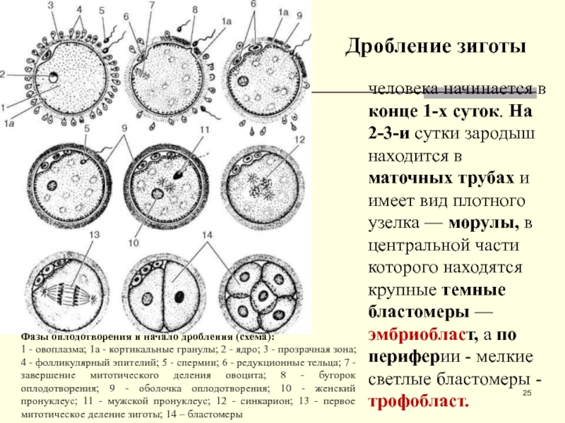 Начинается с митотического деления зиготы