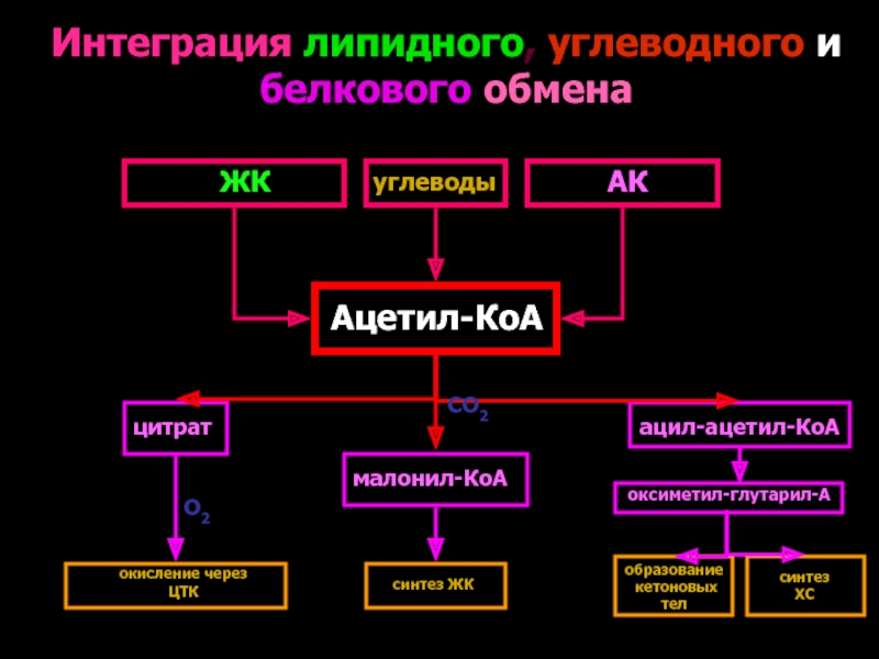 Нарушение обмена углеводов липидов. Интеграция белкового углеводного и липидного обмена. Взаимосвязь обмена белков и липидов. Взаимосвязь липидного и углеводного обмена. Взаимосвязь обмена углеводов и липидов.