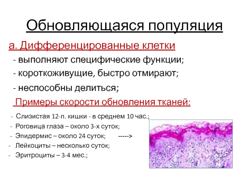 Обновиться. Дифференцированные клетки. Функции дифференцированных клеток. Обновляющаяся популяция клеток.