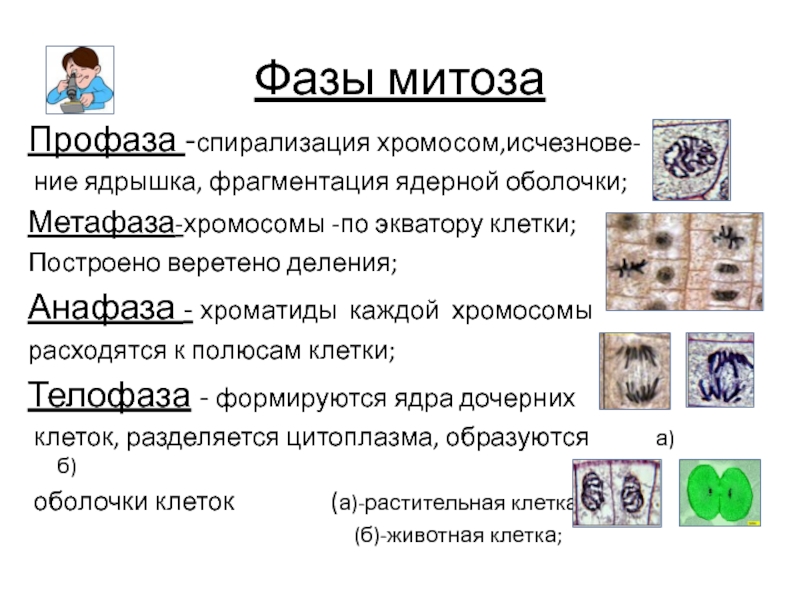 Фазы митоза хромосомы. Профаза митоза хромосомный набор. Метафаза митоза хромосомный набор. Стадии митоза. Стадии профазы митоза.