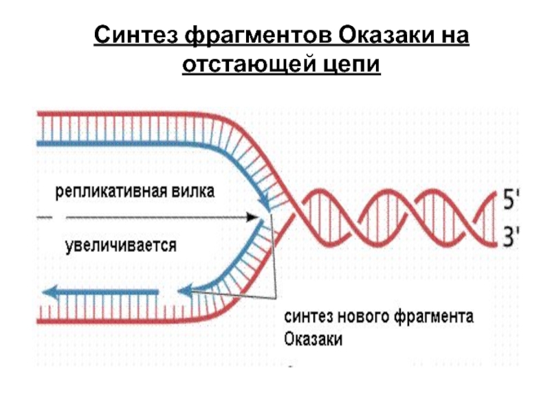 Синтез части. ФРАГМЕНТЫ Оказаки. Сшивание фрагментов Оказаки. ФРАГМЕНТЫ Оказаки синтезируются. ФРАГМЕНТЫ Оказаки это в биологии.