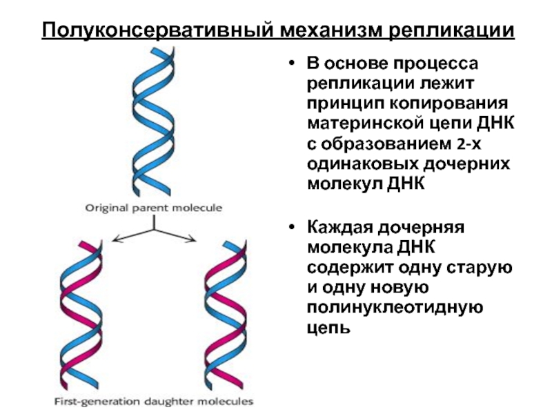 Схема размножения фага м13 и доказательство наличия рнк затравки при репликации днк