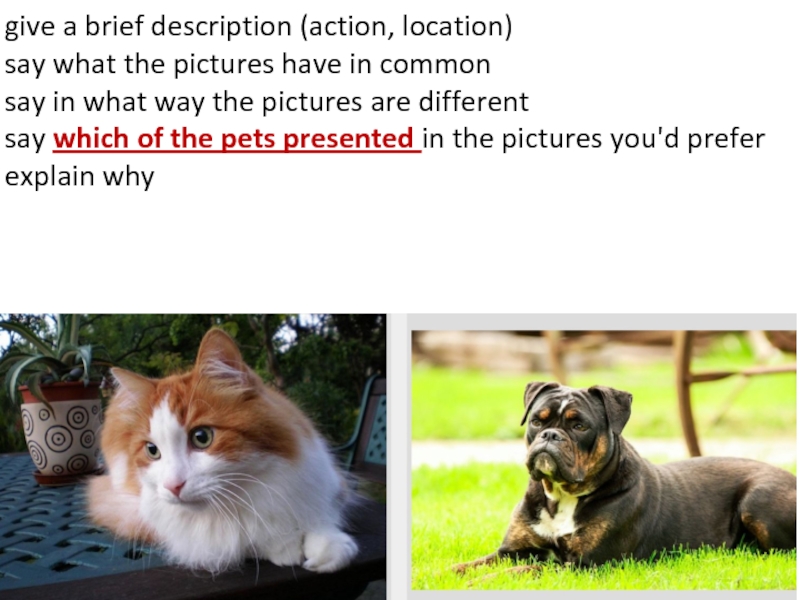 Give a brief. Say what the pictures have in common. Give a brief description of the pictures and say what. Pets description. Location not given.