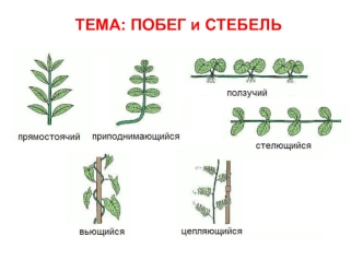 Побег и стебель