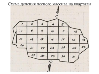 Схема деления лесного массива на кварталы