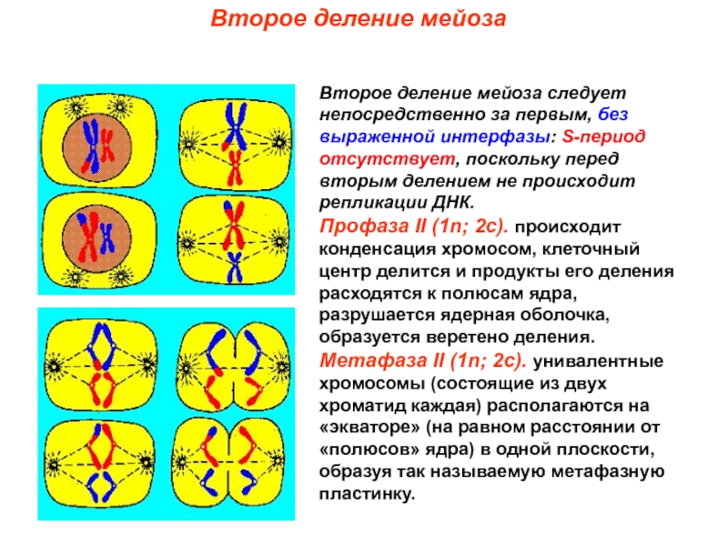 Мейоз 2 картинки