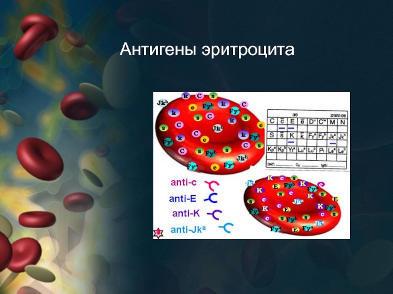 Ибп на основе специфических антител какая группа