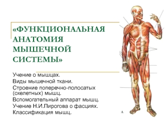 Функциональная анатомия мышечной системы