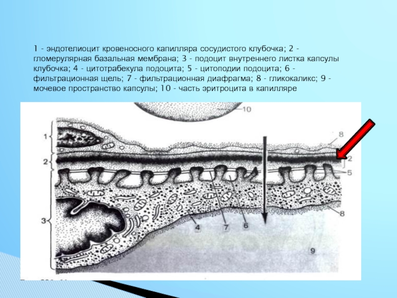 Базальная мембрана клубочка. 2. Непрерывная базальная мембрана эндотелия. Строение базальной мембраны. Базальная мембрана клубочка гистология.