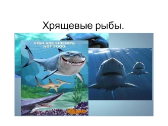 Хрящевые рыбы