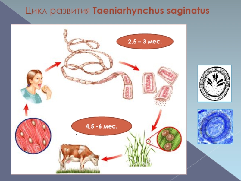 Цистицеркоз крс презентация