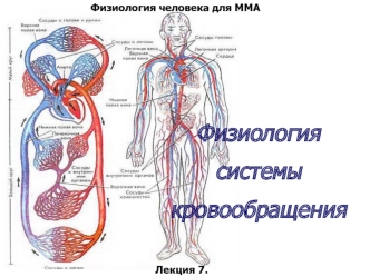 Физиология системы кровообращения