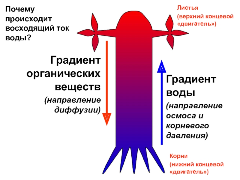 Верхний концевой двигатель растений