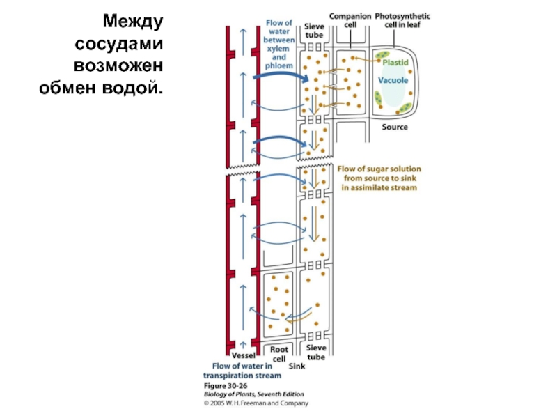 Верхний концевой двигатель растений