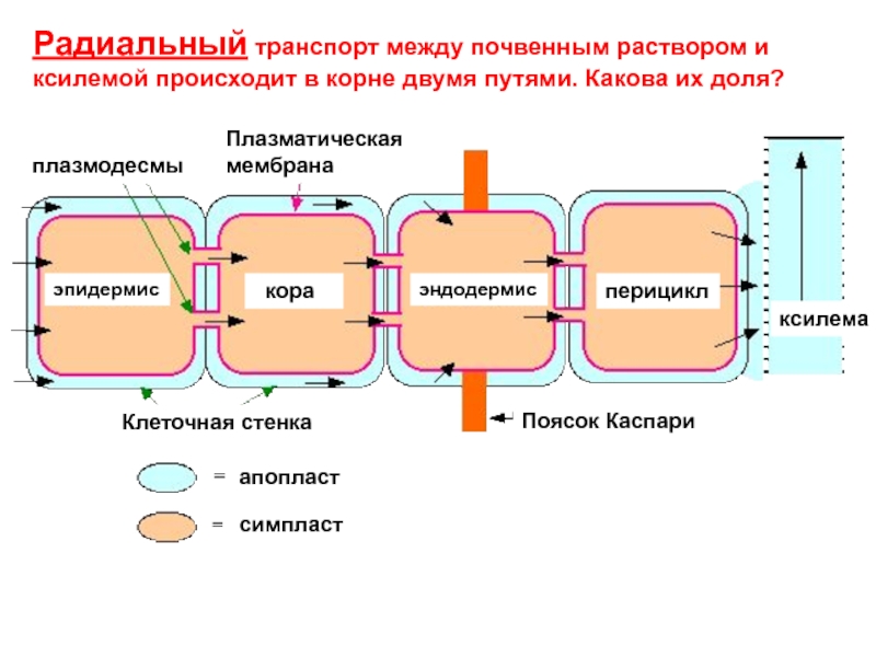 Ближний транспорт. Радиальный транспорт. Радиальный транспорт воды в корне. Апопласт и Симпласт. Радиальный транспорт воды по корню.