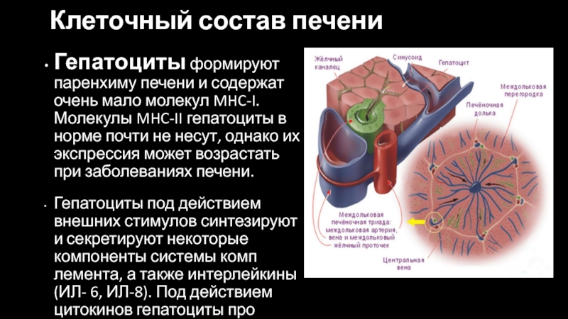 Что такое паренхима печени