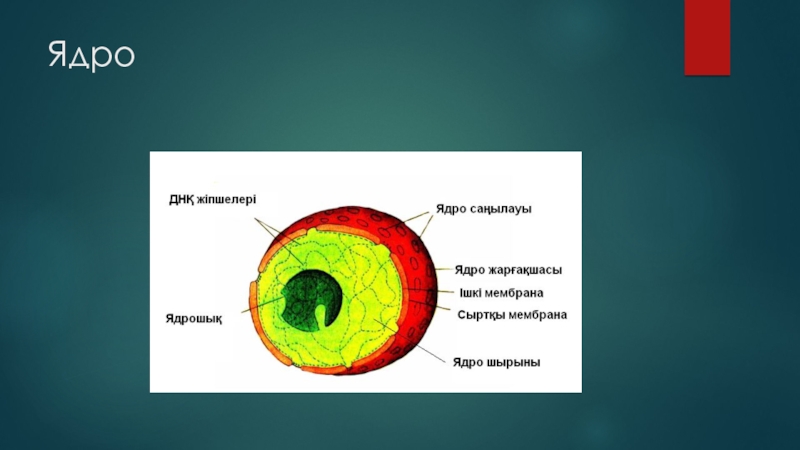 Ядро в биологии. Ядро. Ядро для презентации. Ядро и его строение презентация. Структура ядра.