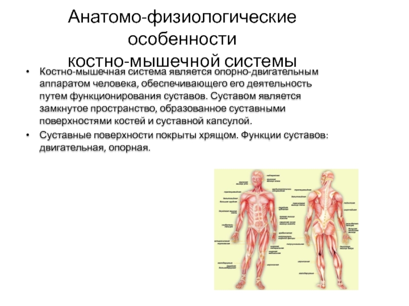 Костно мышечная система