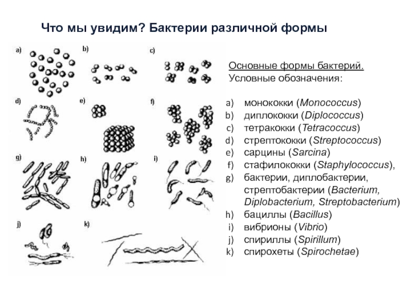 Условные бактерии. Сарцины форма бактерии. Диплококки форма бактерии. Обозначь форму бактерии — стафилококки.. Стрептобактерии форма бактерии.