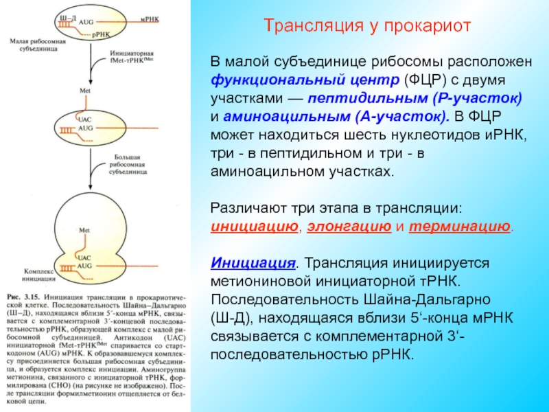 Трансляция тема. Функциональные центры рибосом. Пептидильный центр рибосомы. Аминоацильный и пептидильный центры рибосомы. Пептидильный и аминоацильный участки.