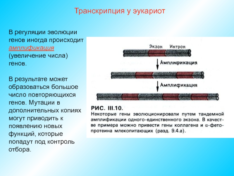 Этапы транскрипции у эукариот. Схема транскрипции у эукариот. Транскрипция у эукариот п. Транскрипция генов эукариот.