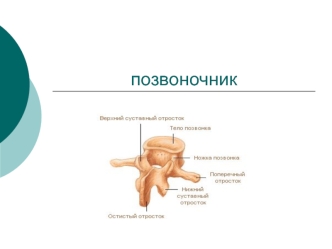 Позвоночник. Функции позвоночника